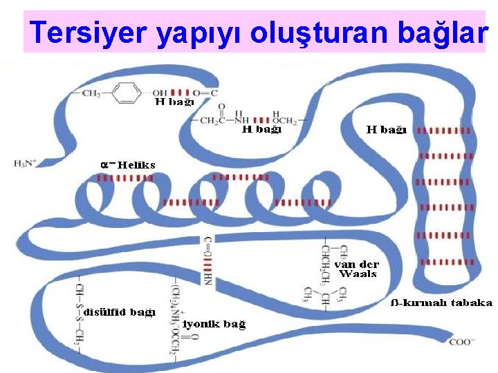 Tersiyer yapıyı oluşturan bağlar - 