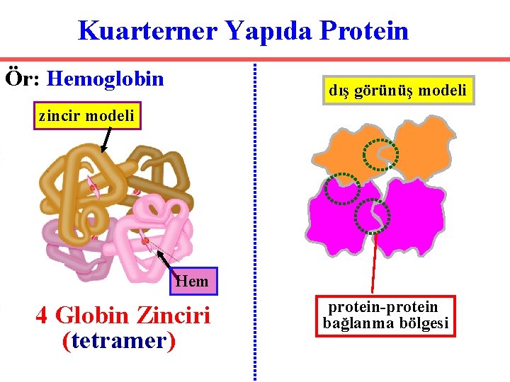 Kuarterner Yapıda Protein Ör: Hemoglobin dış görünüş modeli zincir modeli Hem 4 Globin Zinciri