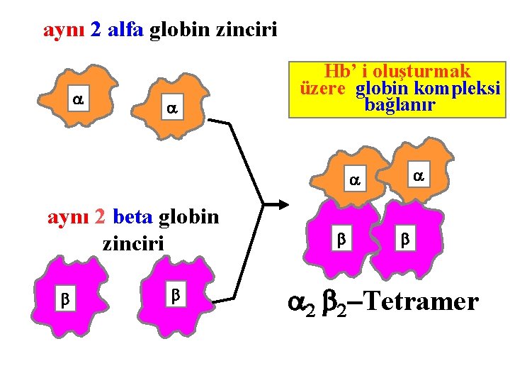 aynı 2 alfa globin zinciri Hb’ i oluşturmak üzere globin kompleksi bağlanır aynı 2