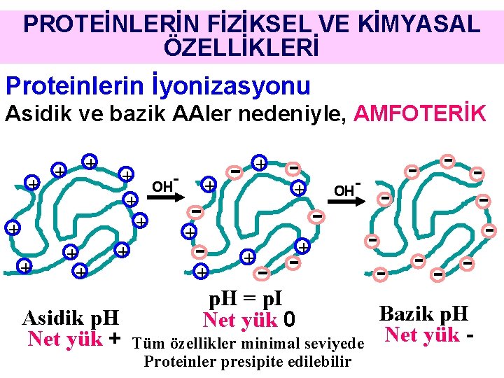 PROTEİNLERİN FİZİKSEL VE KİMYASAL ÖZELLİKLERİ Proteinlerin İyonizasyonu Asidik ve bazik AAler nedeniyle, AMFOTERİK +