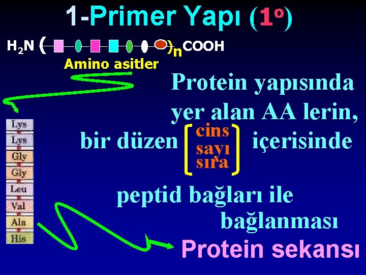 1 -Primer Yapı ( ) o 1 H 2 N ( Amino asitler )n.