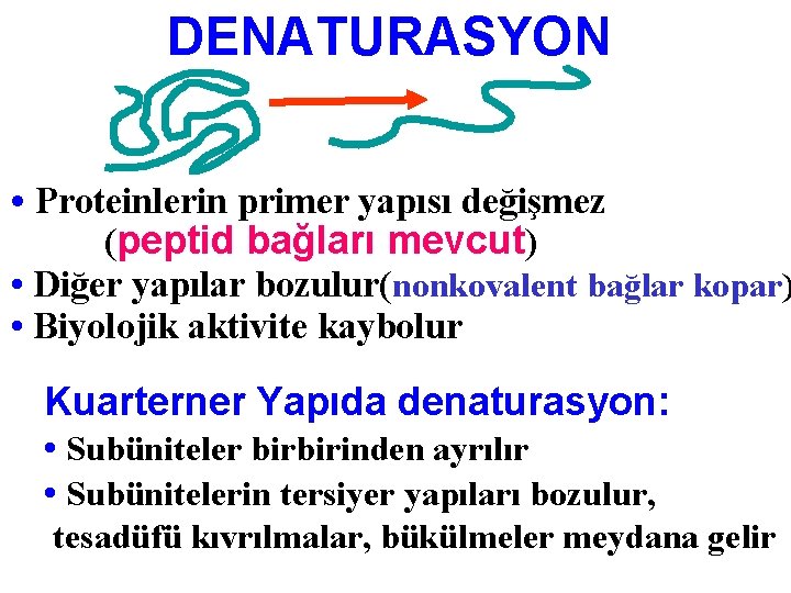 DENATURASYON • Proteinlerin primer yapısı değişmez (peptid bağları mevcut) • Diğer yapılar bozulur(nonkovalent bağlar