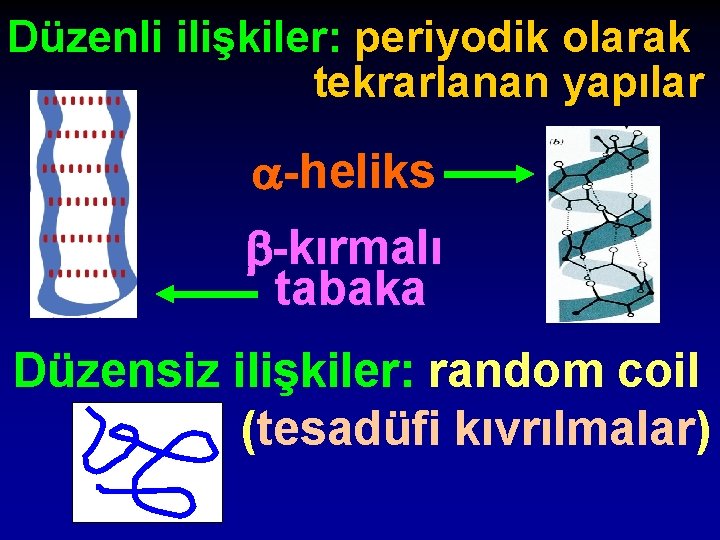 Düzenli ilişkiler: periyodik olarak tekrarlanan yapılar -heliks -kırmalı tabaka Düzensiz ilişkiler: random coil (tesadüfi