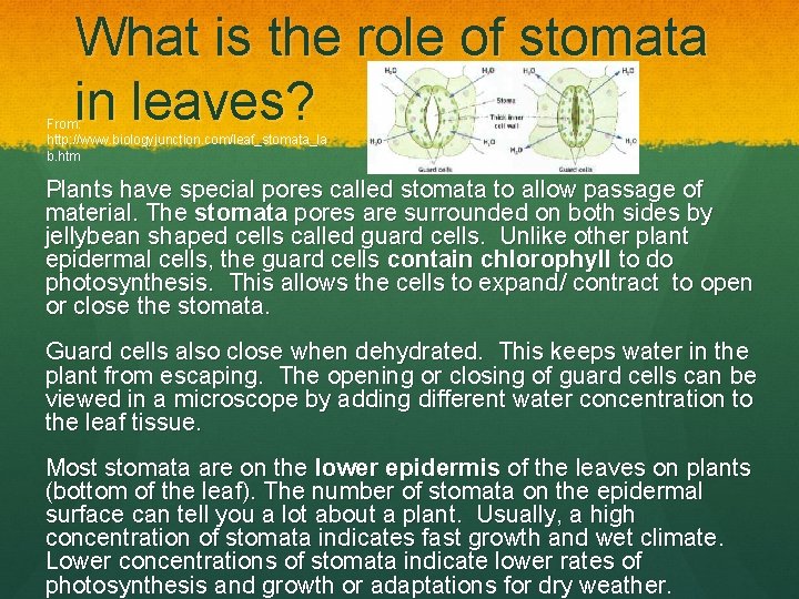 What is the role of stomata in leaves? From: http: //www. biologyjunction. com/leaf_stomata_la b.