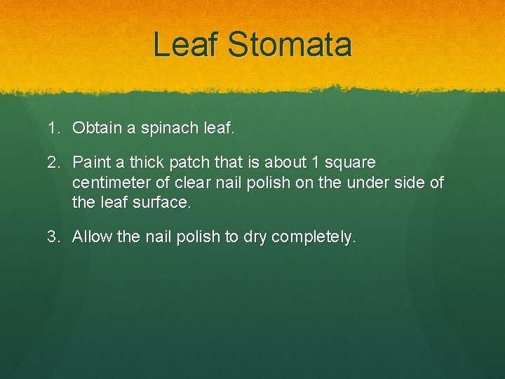 Leaf Stomata 1. Obtain a spinach leaf. 2. Paint a thick patch that is