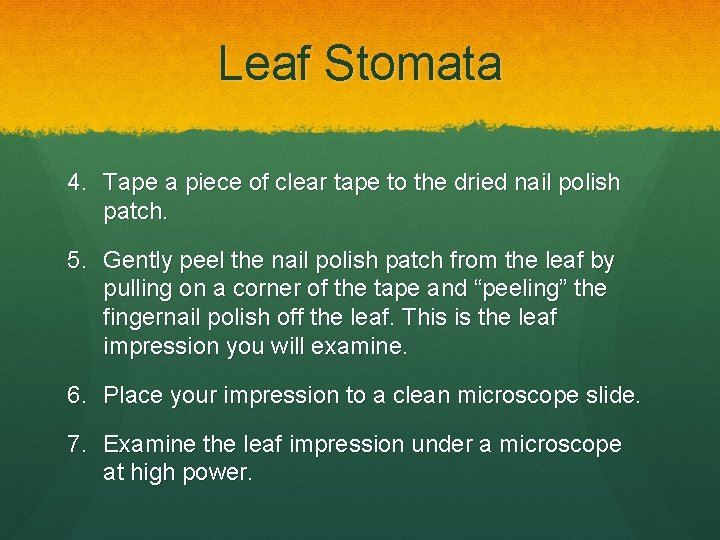 Leaf Stomata 4. Tape a piece of clear tape to the dried nail polish