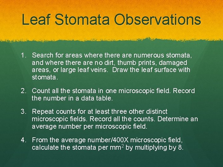 Leaf Stomata Observations 1. Search for areas where there are numerous stomata, and where