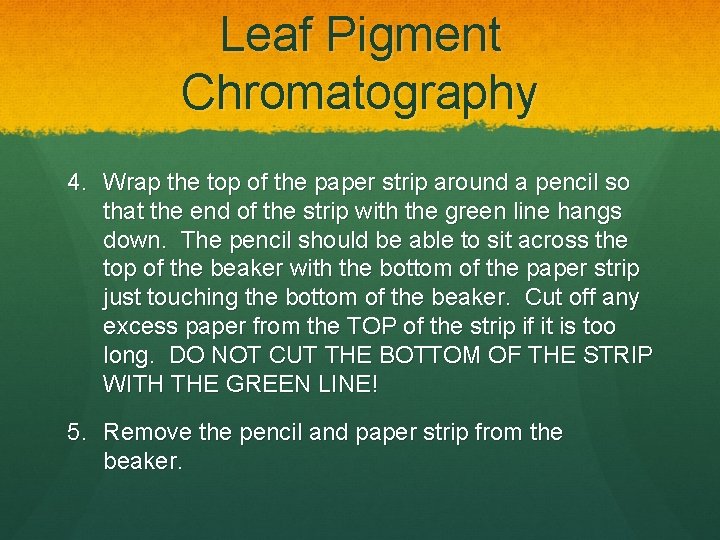 Leaf Pigment Chromatography 4. Wrap the top of the paper strip around a pencil