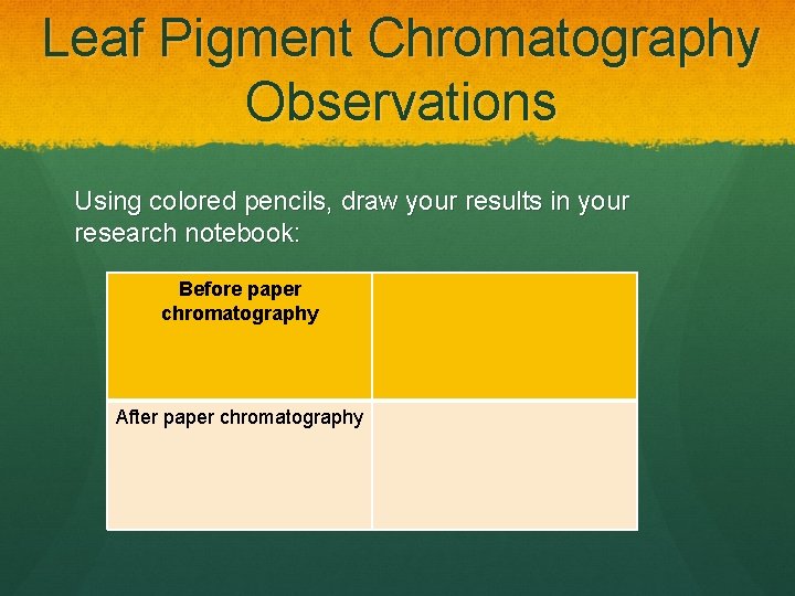 Leaf Pigment Chromatography Observations Using colored pencils, draw your results in your research notebook: