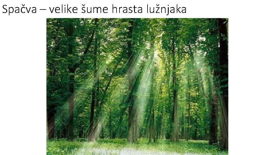 Spačva – velike šume hrasta lužnjaka 