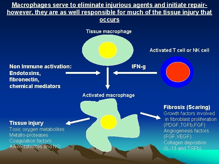 Macrophages serve to eliminate injurious agents and initiate repairhowever, they are as well responsible