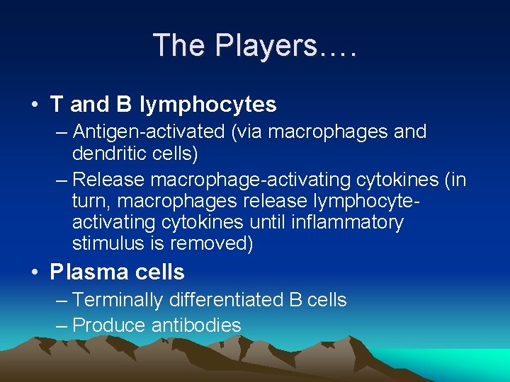 The Players…. • T and B lymphocytes – Antigen-activated (via macrophages and dendritic cells)