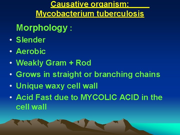 Causative organism: Mycobacterium tuberculosis Morphology : • • • Slender Aerobic Weakly Gram +