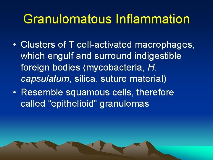 Granulomatous Inflammation • Clusters of T cell-activated macrophages, which engulf and surround indigestible foreign