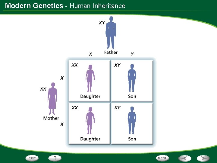 Modern Genetics - Human Inheritance 