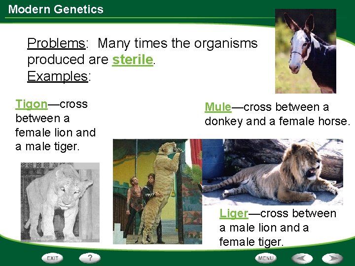Modern Genetics Problems: Many times the organisms produced are sterile. Examples: Tigon—cross between a