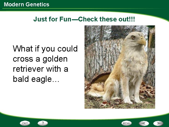 Modern Genetics Just for Fun---Check these out!!! What if you could cross a golden