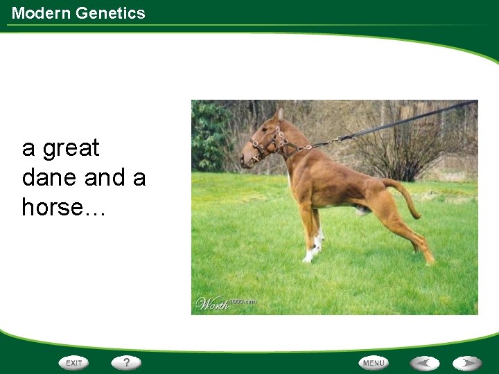 Modern Genetics a great dane and a horse… 