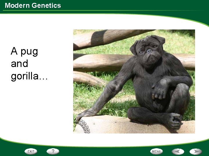 Modern Genetics A pug and gorilla… 