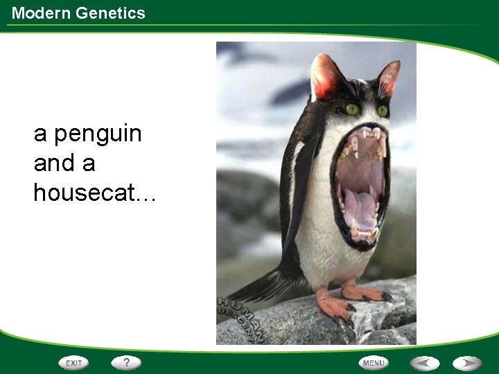 Modern Genetics a penguin and a housecat… 