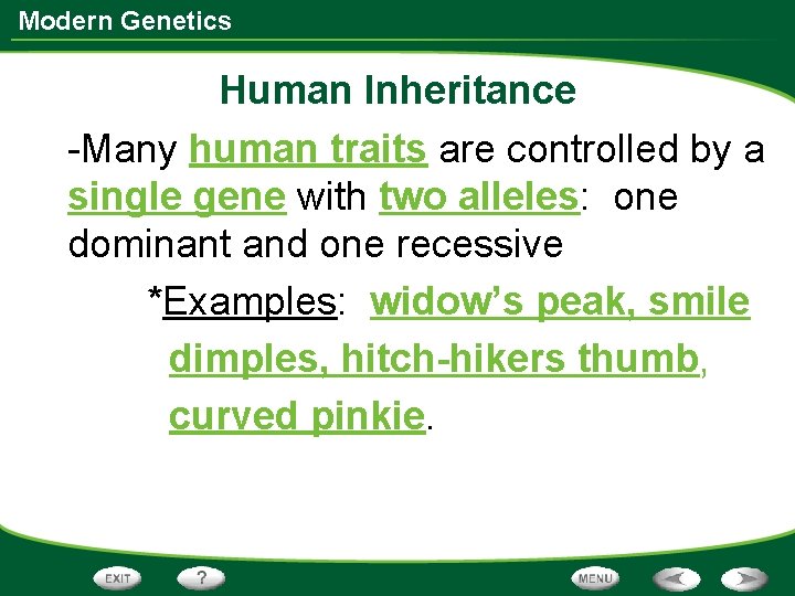 Modern Genetics Human Inheritance -Many human traits are controlled by a single gene with