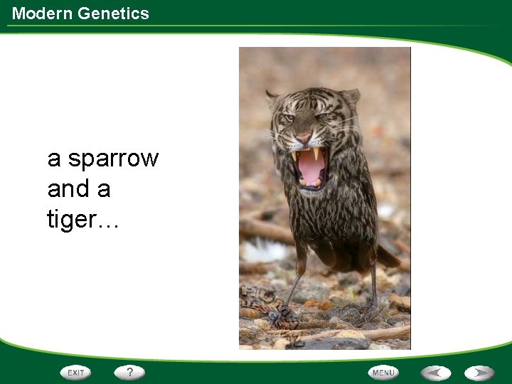 Modern Genetics a sparrow and a tiger… 