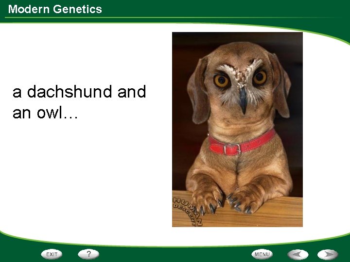 Modern Genetics a dachshund an owl… 