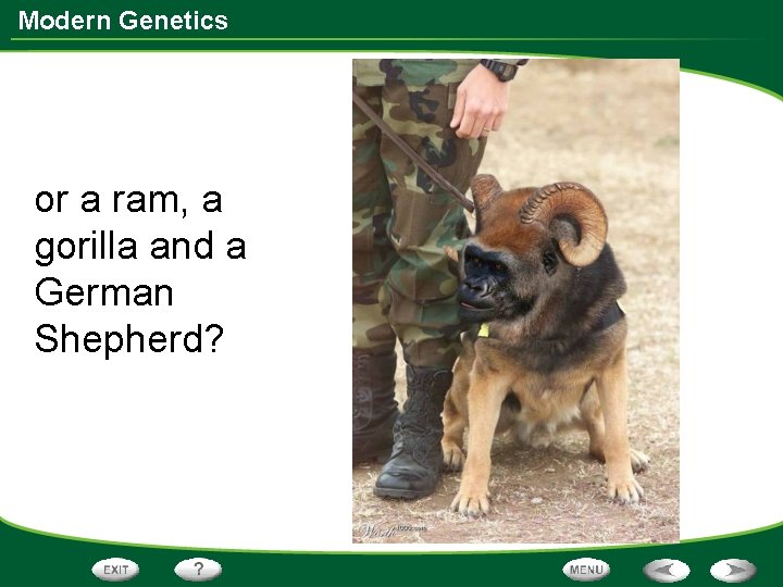 Modern Genetics or a ram, a gorilla and a German Shepherd? 