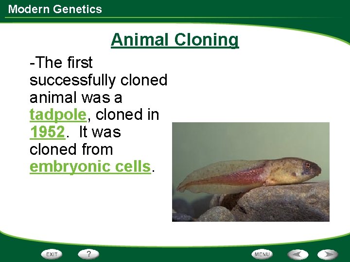 Modern Genetics Animal Cloning -The first successfully cloned animal was a tadpole, cloned in