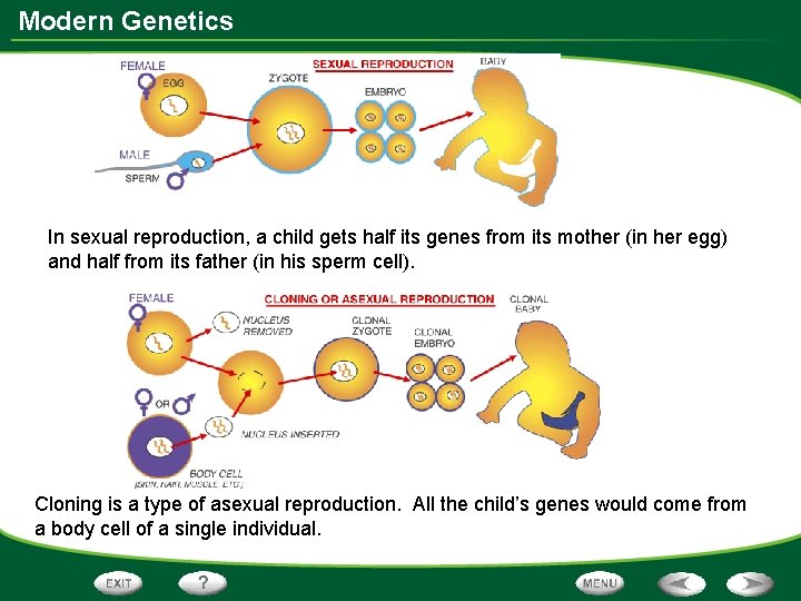 Modern Genetics In sexual reproduction, a child gets half its genes from its mother