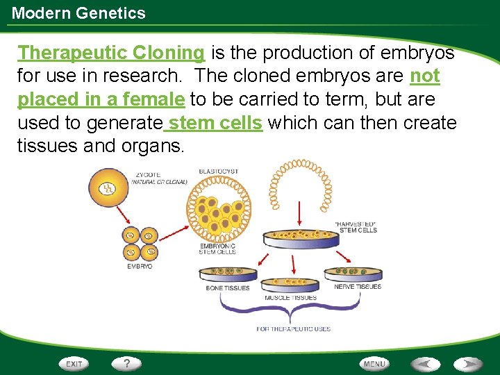 Modern Genetics Therapeutic Cloning is the production of embryos for use in research. The