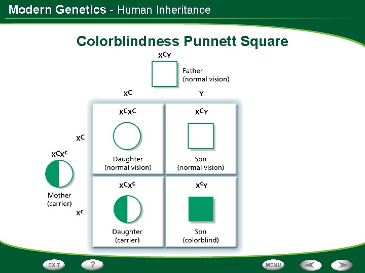 Modern Genetics - Human Inheritance Colorblindness Punnett Square 