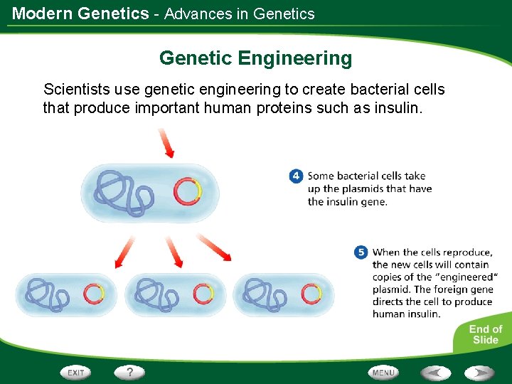 Modern Genetics - Advances in Genetics Genetic Engineering Scientists use genetic engineering to create