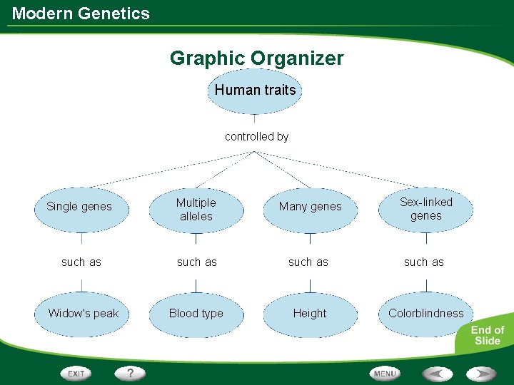 Modern Genetics Graphic Organizer Human traits controlled by Single genes Multiple alleles Many genes