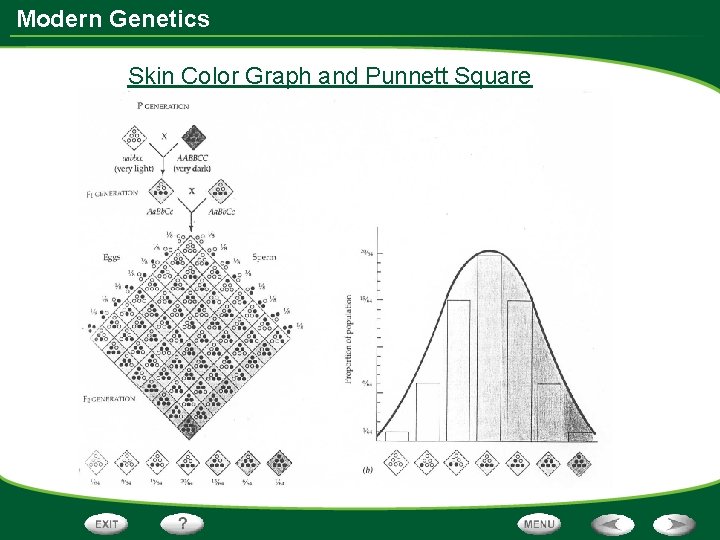 Modern Genetics Skin Color Graph and Punnett Square 
