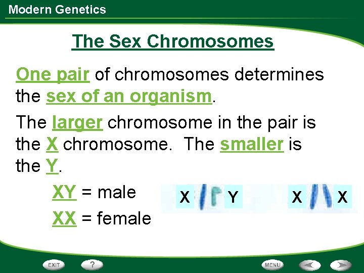 Modern Genetics The Sex Chromosomes One pair of chromosomes determines the sex of an