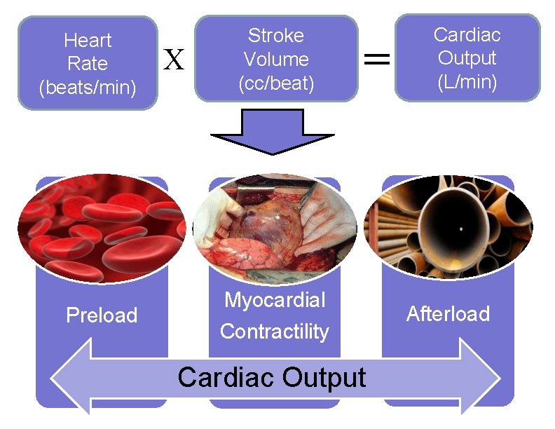 Heart Rate (beats/min) Preload X Stroke Volume (cc/beat) = Myocardial Contractility Cardiac Output (L/min)