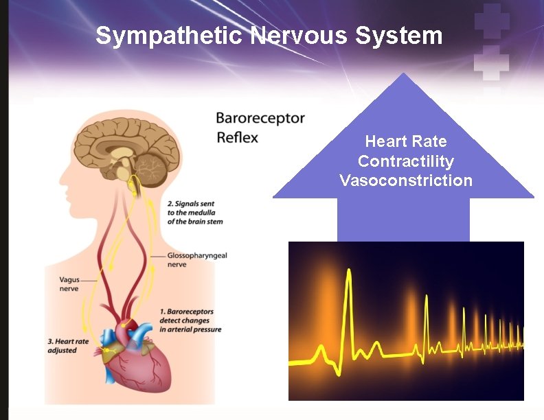 Sympathetic Nervous System Heart Rate Contractility Vasoconstriction 