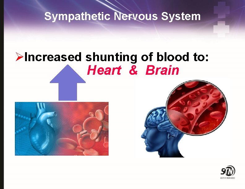 Sympathetic Nervous System ØIncreased shunting of blood to: Heart & Brain 