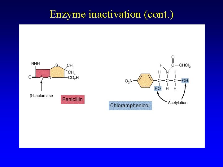 Enzyme inactivation (cont. ) 