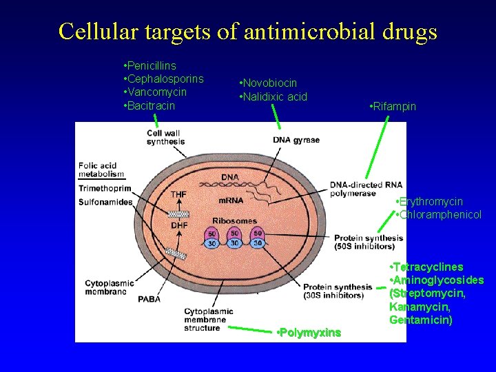 Cellular targets of antimicrobial drugs • Penicillins • Cephalosporins • Vancomycin • Bacitracin •