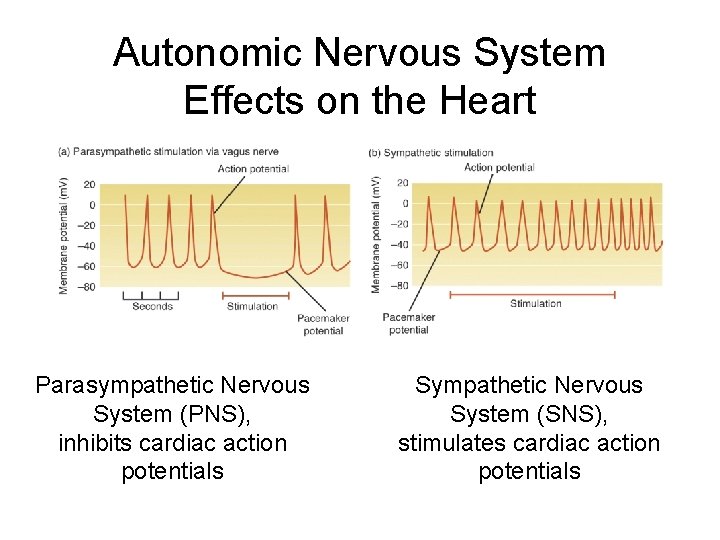Autonomic Nervous System Effects on the Heart Parasympathetic Nervous System (PNS), inhibits cardiac action