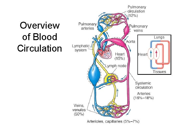 Overview of Blood Circulation 