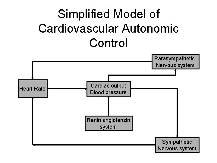 Simplified Model of Cardiovascular Autonomic Control Parasympathetic Nervous system Heart Rate Cardiac output Blood