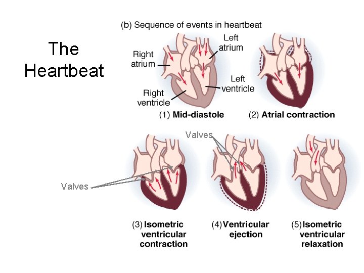 The Heartbeat Valves 