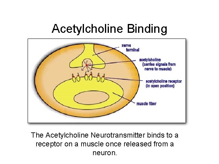 Acetylcholine Binding The Acetylcholine Neurotransmitter binds to a receptor on a muscle once released