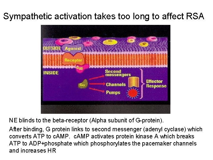 Sympathetic activation takes too long to affect RSA NE blinds to the beta-receptor (Alpha