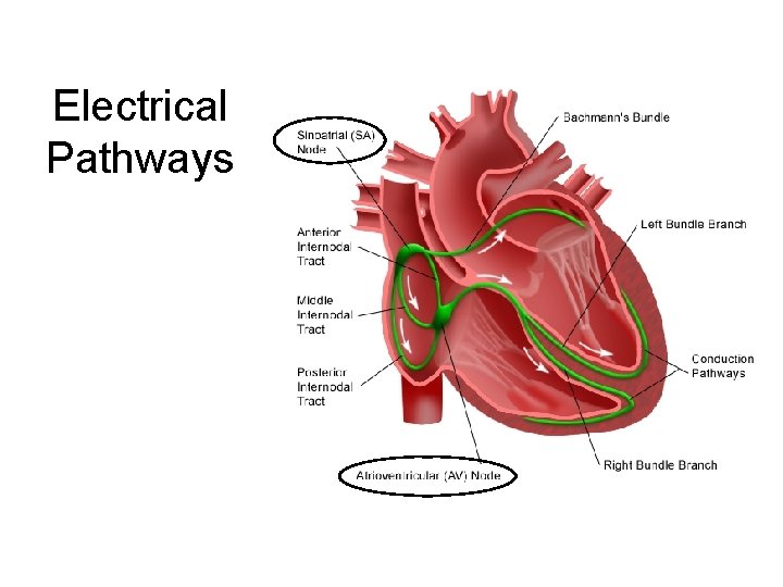 Electrical Pathways 