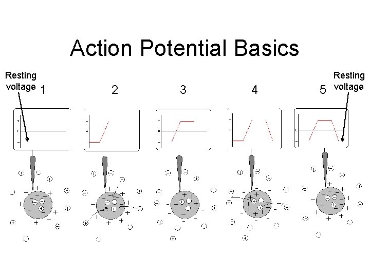 Action Potential Basics Resting voltage 1 2 3 4 5 Resting voltage 