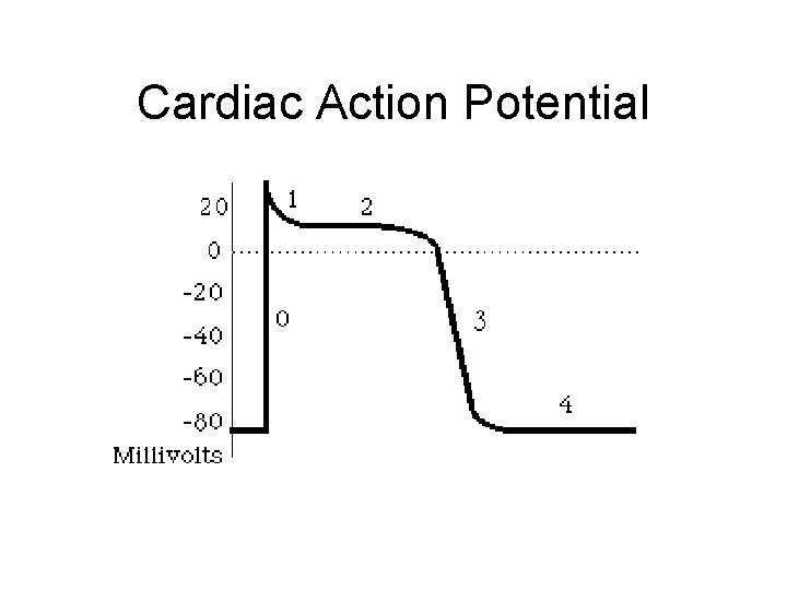 Cardiac Action Potential 